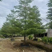 小叶榄仁细叶榄仁基地大量低价出售