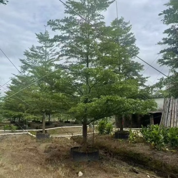 小叶榄仁细叶榄仁基地大量低价出售