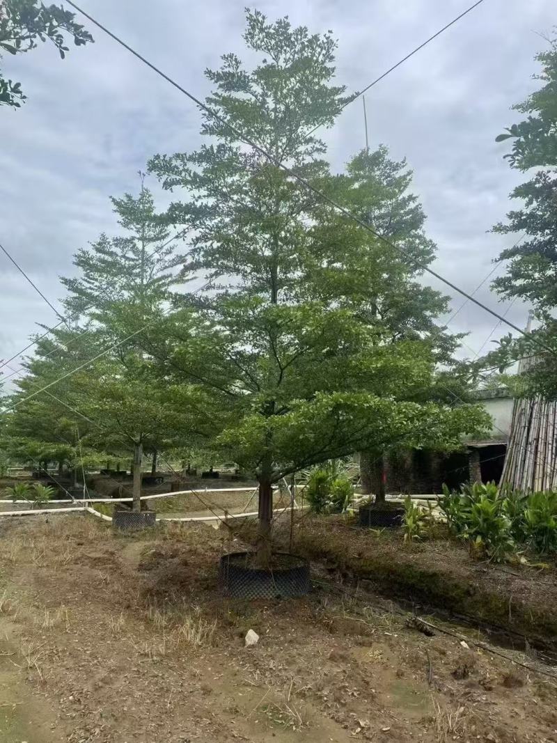 小叶榄仁细叶榄仁基地大量低价出售