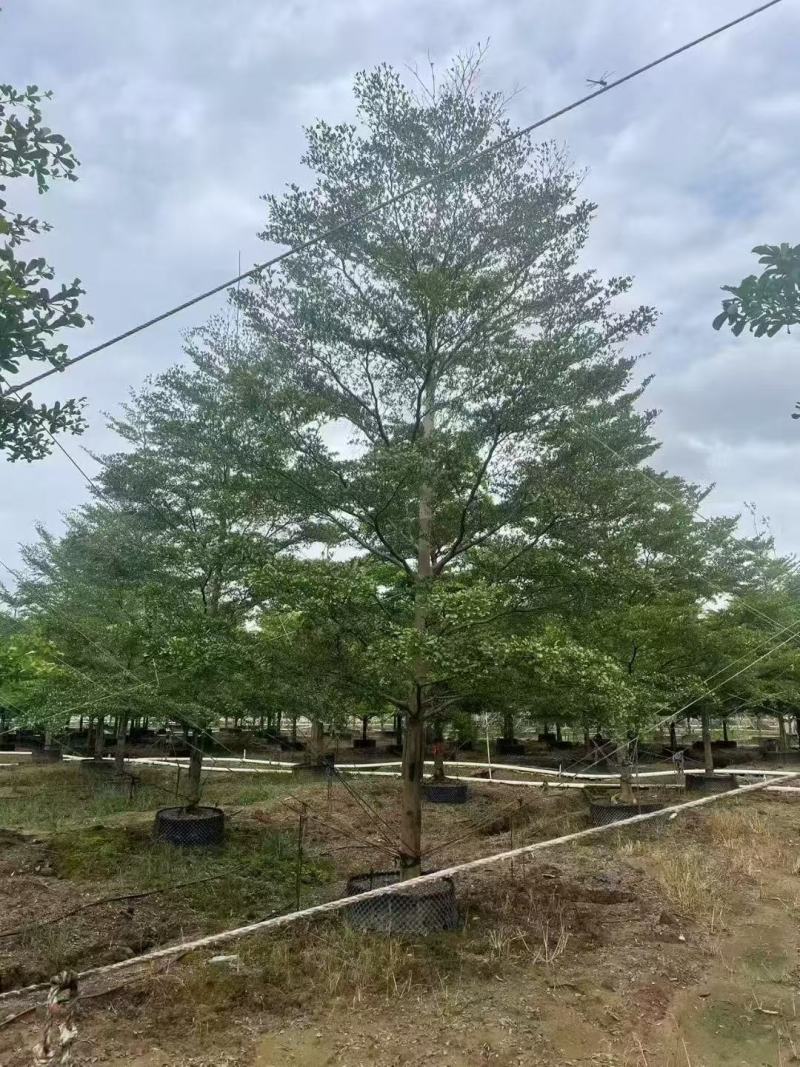 小叶榄仁细叶榄仁基地大量低价出售