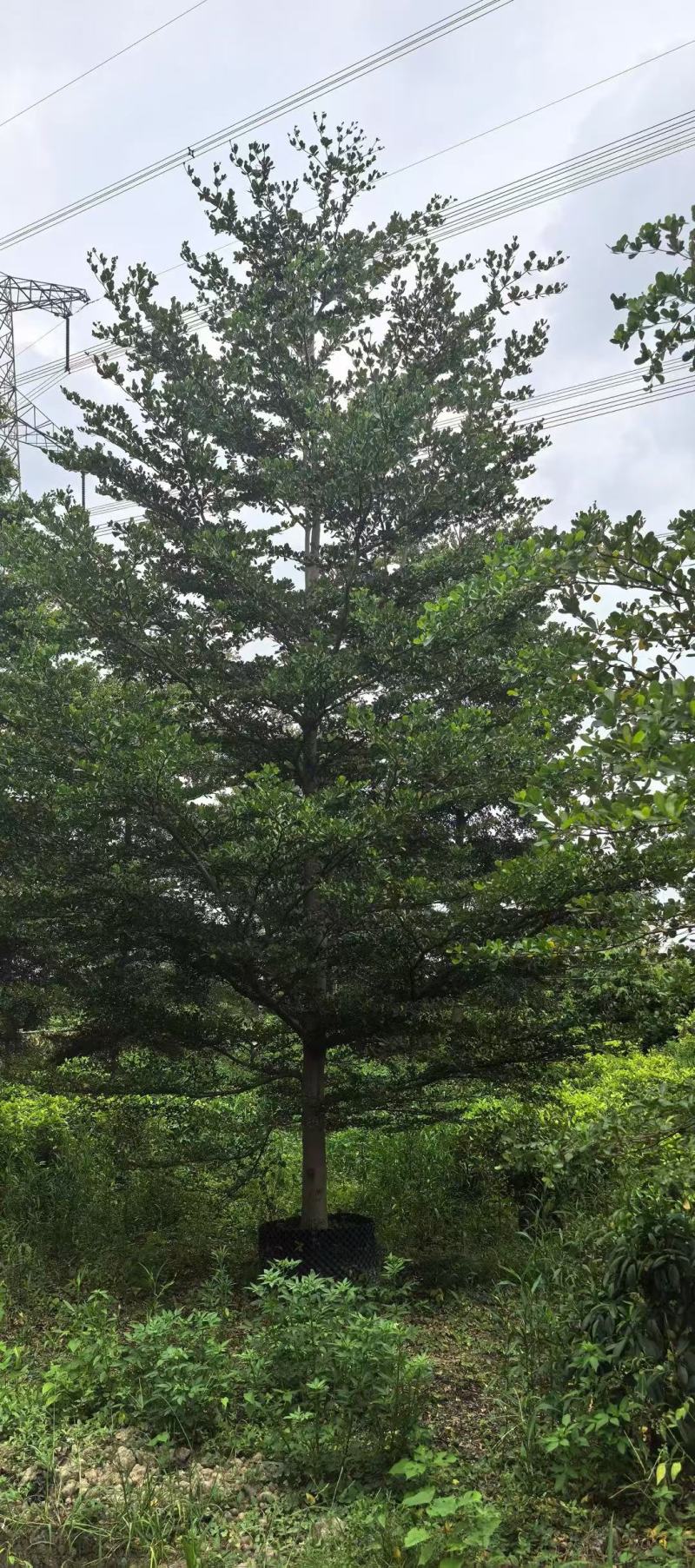 小叶榄仁细叶榄仁基地大量低价出售