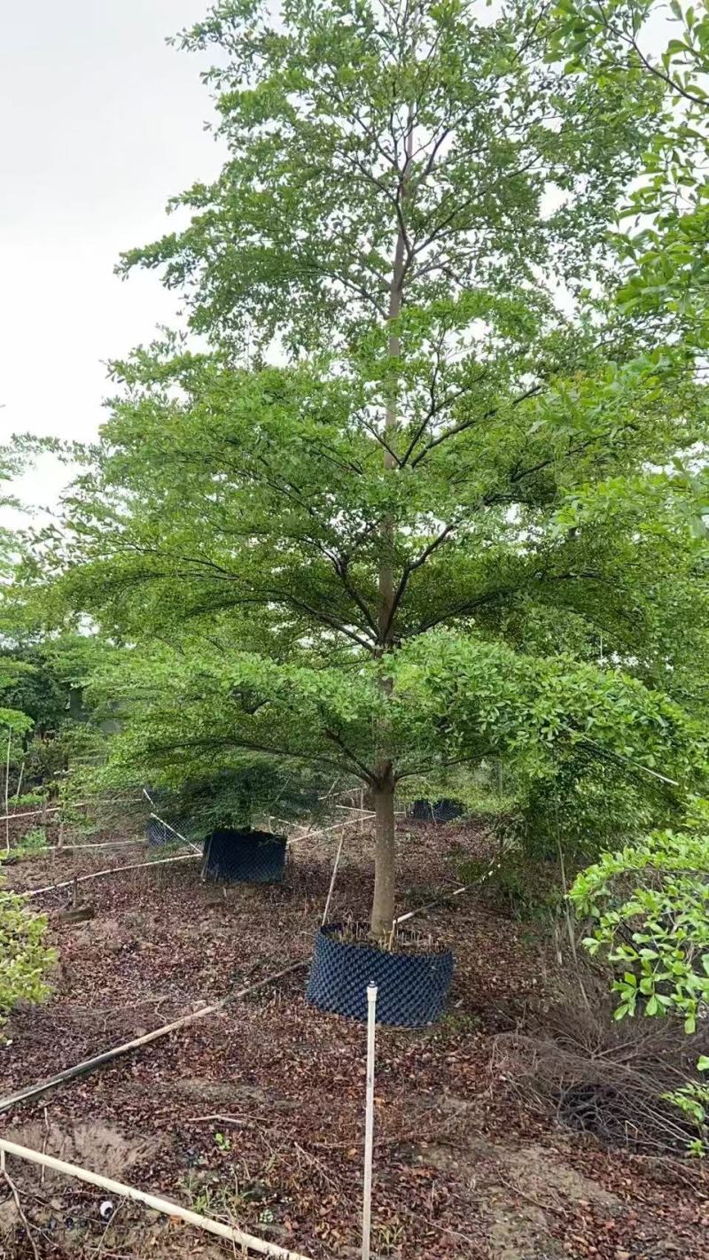 小叶榄仁细叶榄仁基地大量低价出售