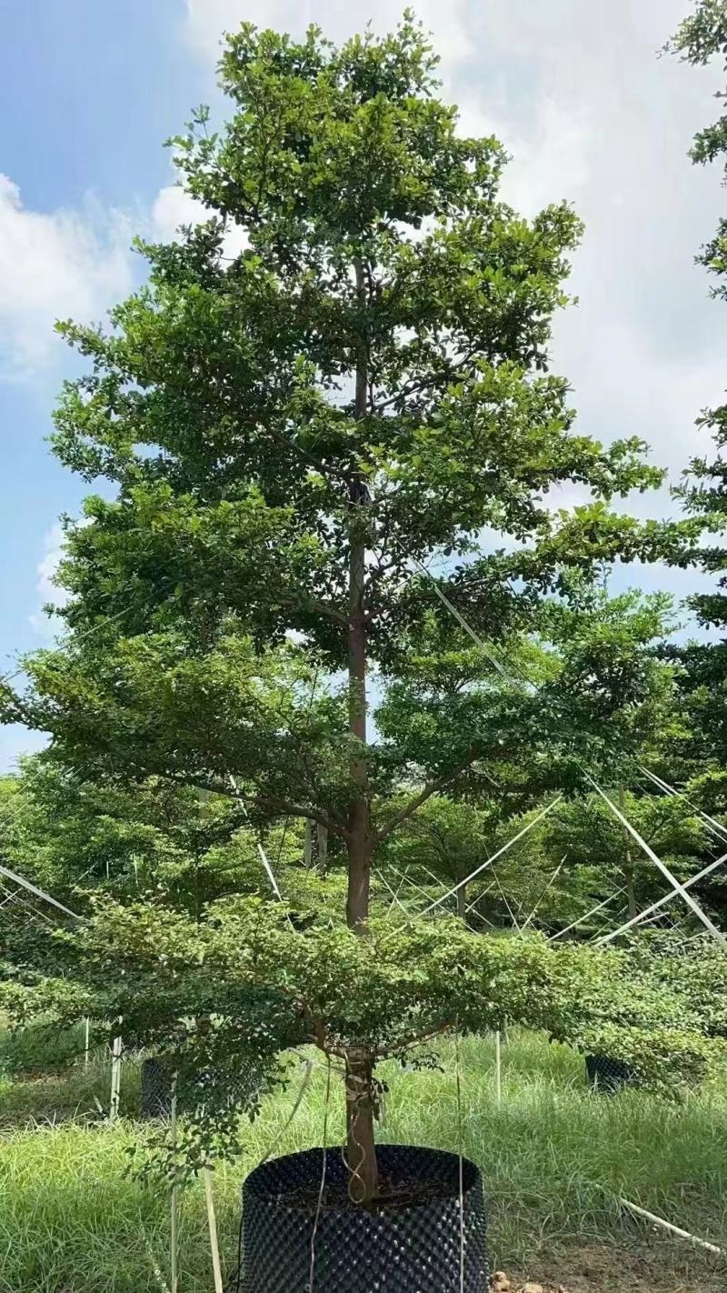 小叶榄仁细叶榄仁基地大量低价出售