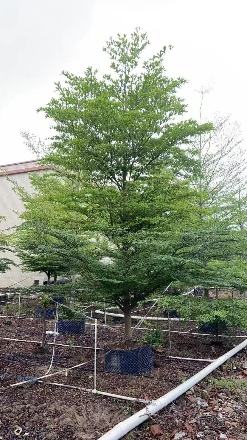 小叶榄仁细叶榄仁基地大量低价出售