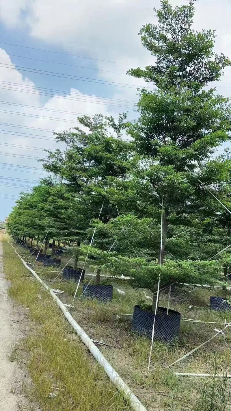 小叶榄仁细叶榄仁基地大量低价出售