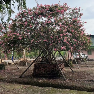 细叶紫薇小叶紫薇基地大量低价出售