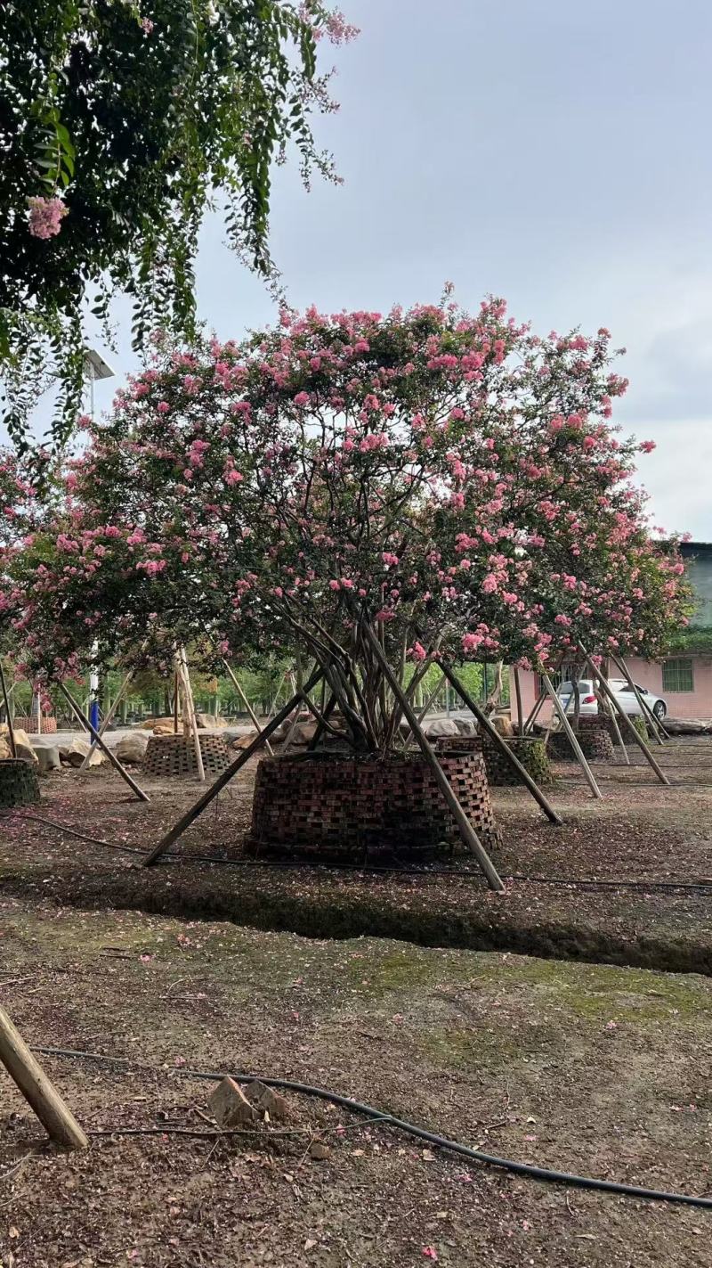 细叶紫薇小叶紫薇基地大量低价出售