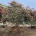 细叶紫薇小叶紫薇基地大量低价出售