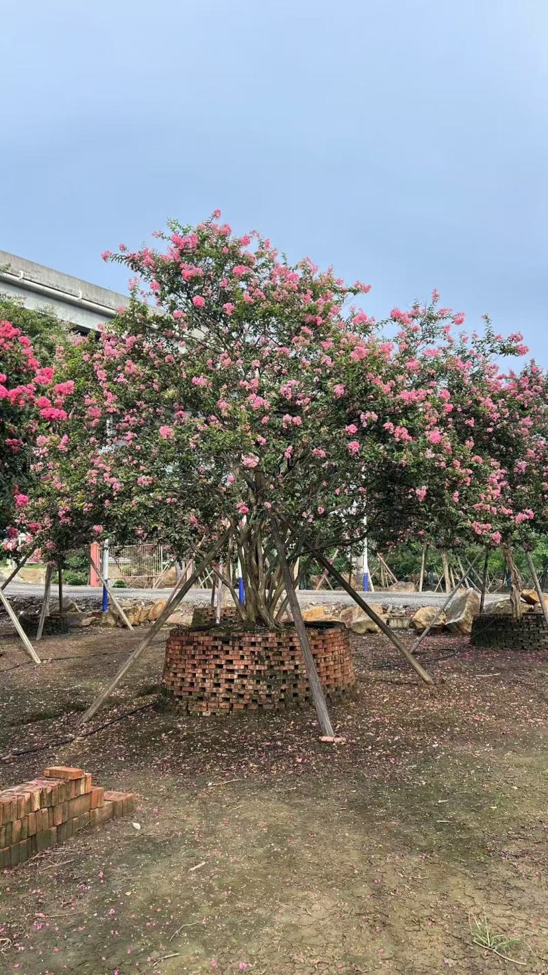 细叶紫薇小叶紫薇基地大量低价出售