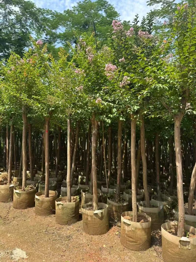 细叶紫薇小叶紫薇基地大量低价出售