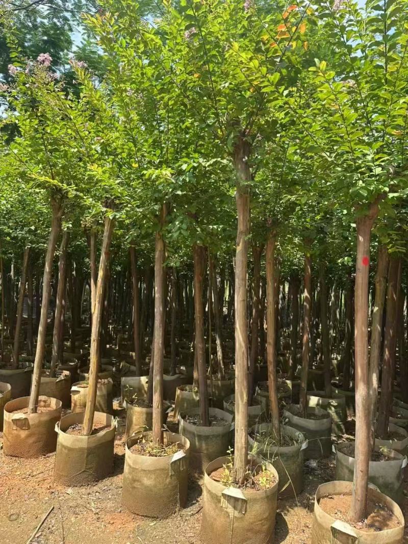 细叶紫薇小叶紫薇基地大量低价出售