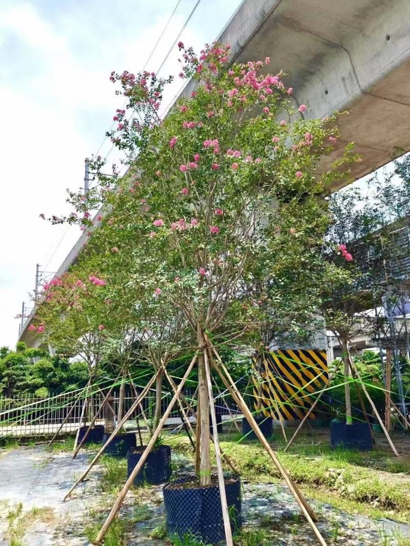 细叶紫薇小叶紫薇基地大量低价出售