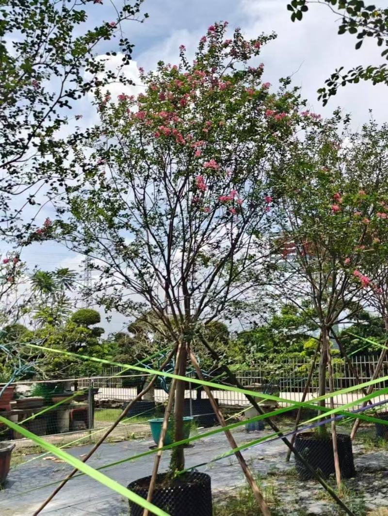 细叶紫薇小叶紫薇基地大量低价出售