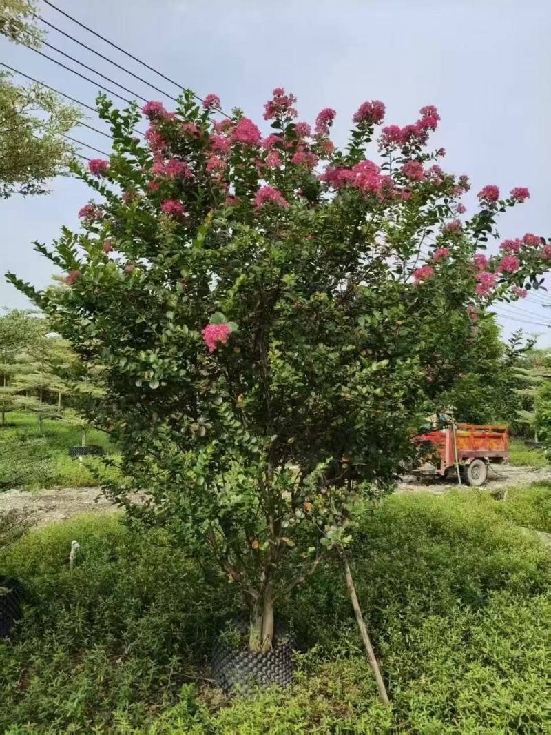细叶紫薇小叶紫薇基地大量低价出售