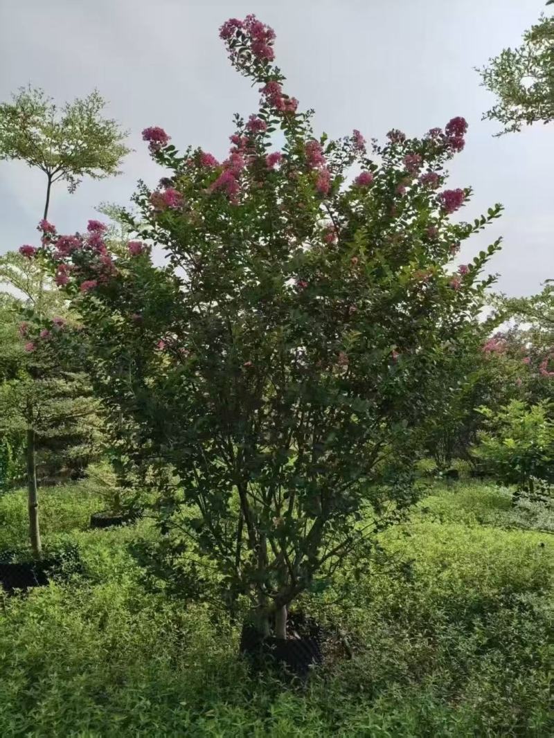 细叶紫薇小叶紫薇基地大量低价出售