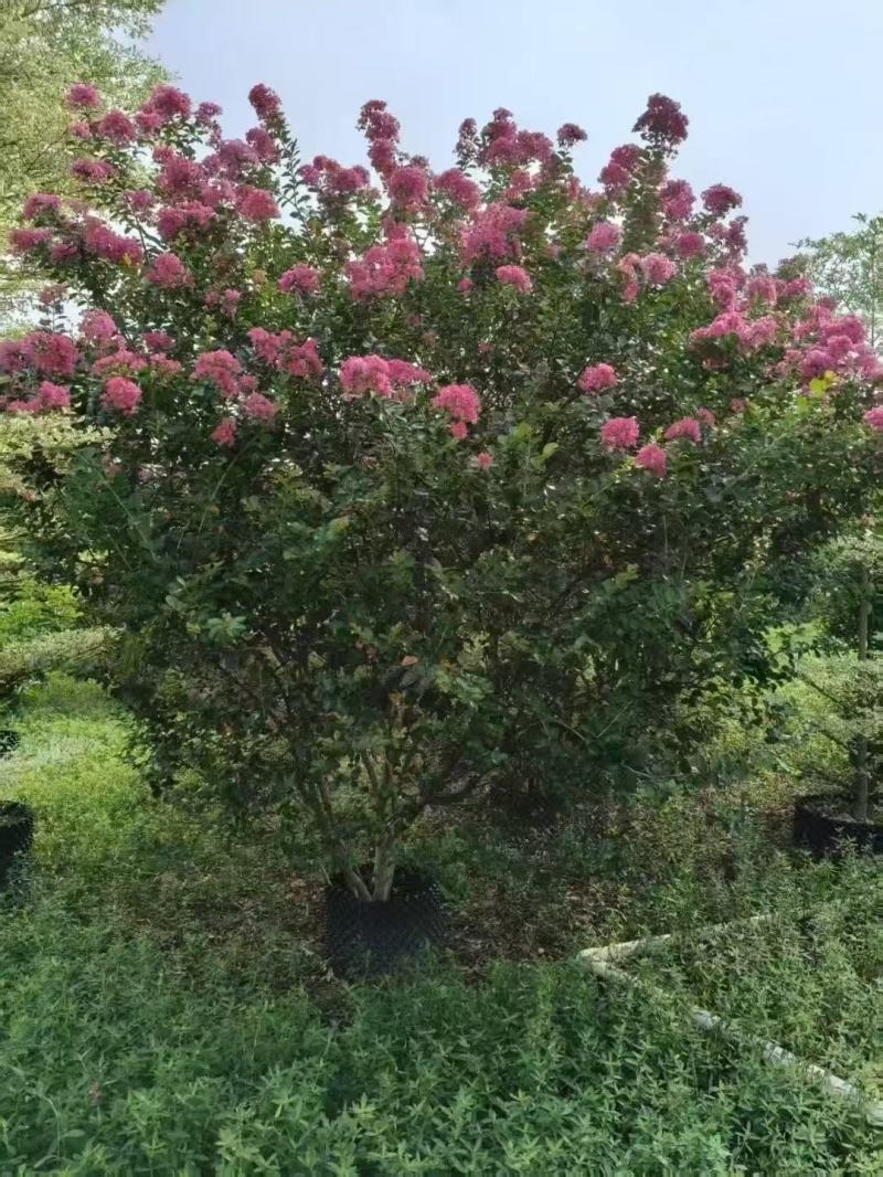 细叶紫薇小叶紫薇基地大量低价出售