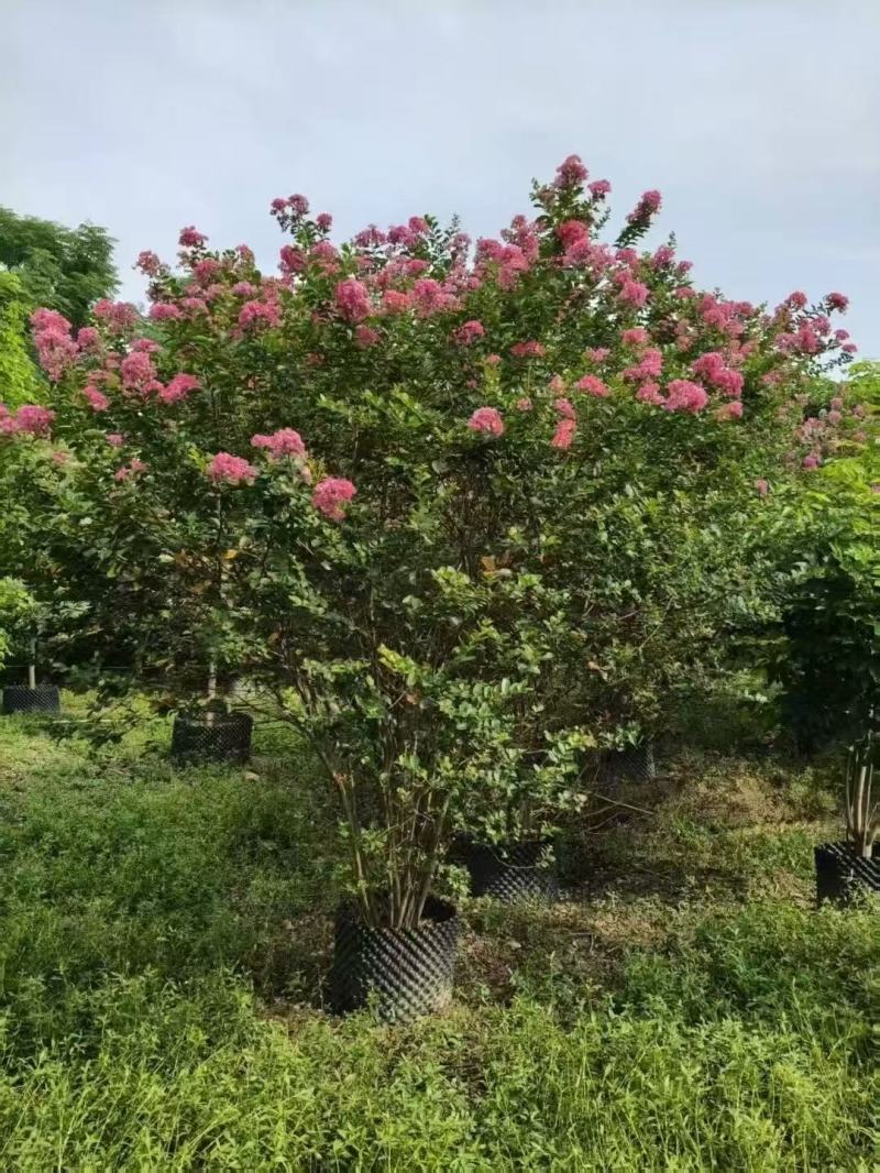 细叶紫薇小叶紫薇基地大量低价出售