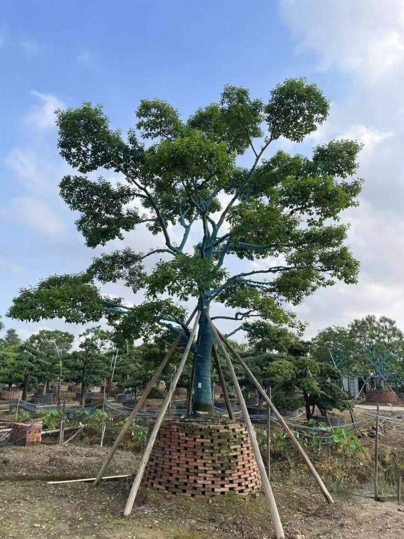 铁冬青红果冬青基地大量低价出售
