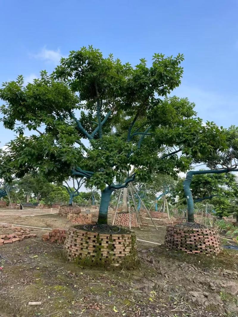 铁冬青红果冬青基地大量低价出售