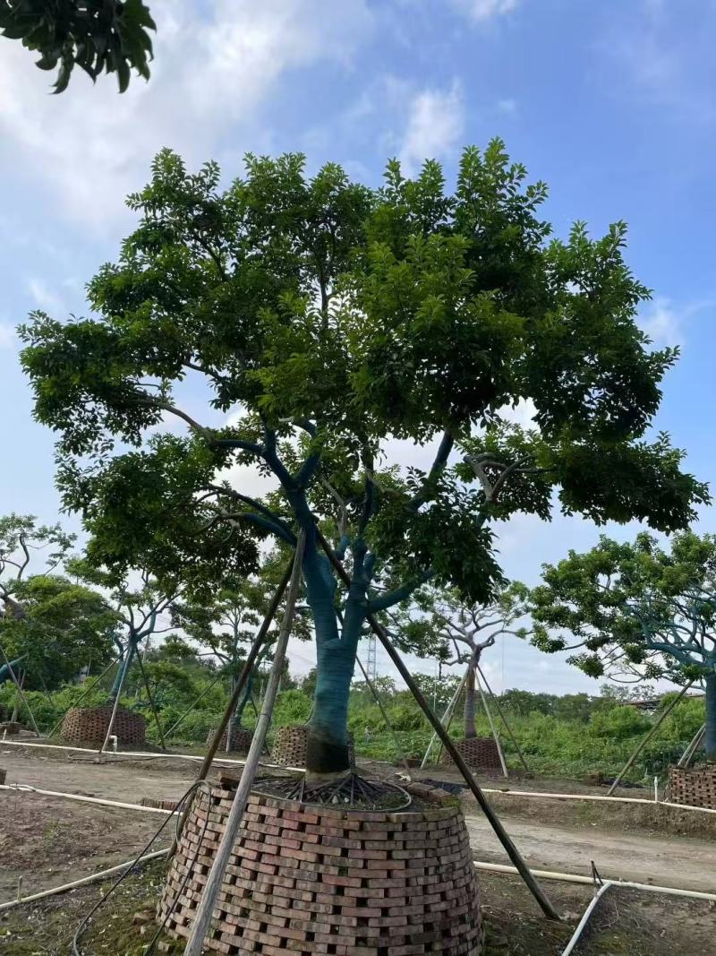 铁冬青红果冬青基地大量低价出售