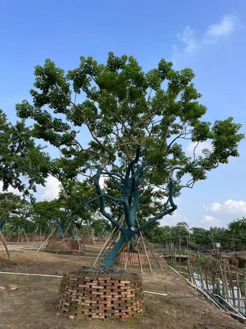 铁冬青红果冬青基地大量低价出售