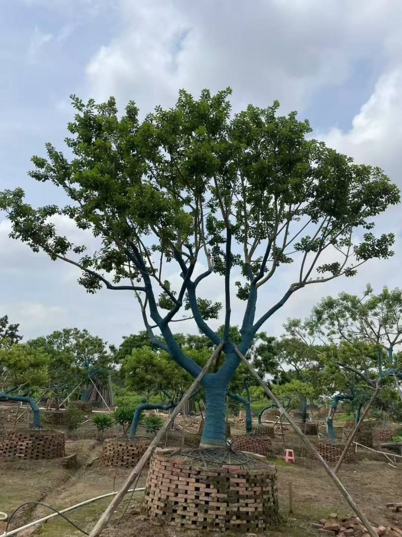 铁冬青红果冬青基地大量低价出售