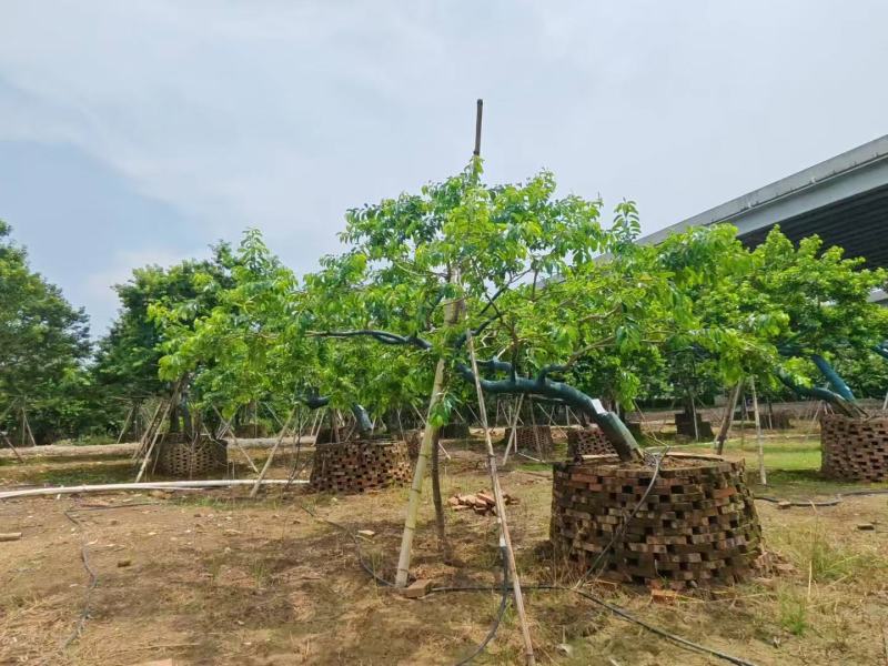 铁冬青红果冬青基地大量低价出售