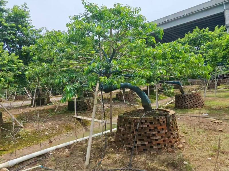 铁冬青红果冬青基地大量低价出售
