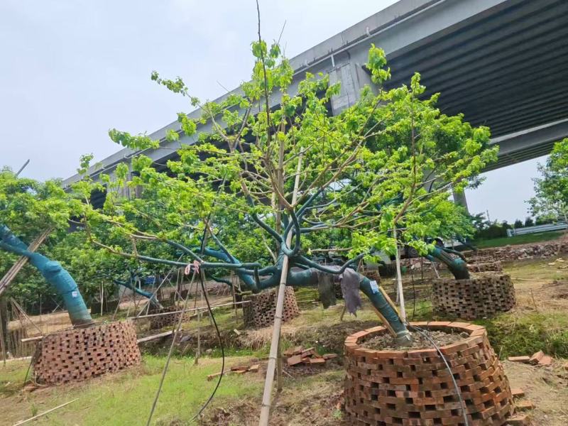 铁冬青红果冬青基地大量低价出售