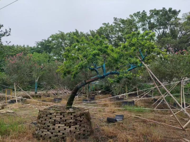 铁冬青红果冬青基地大量低价出售