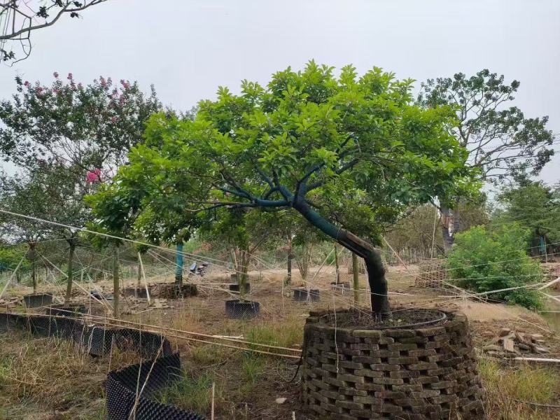 铁冬青红果冬青基地大量低价出售