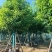 香樟基地大量低价出售