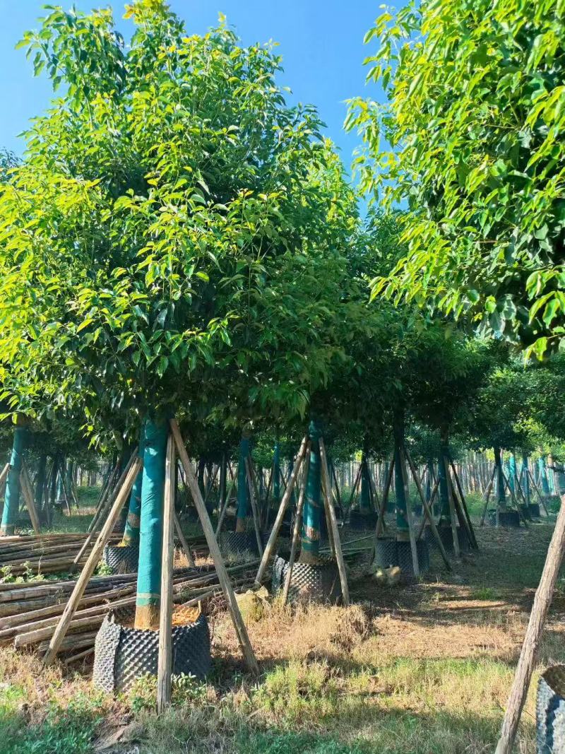 香樟基地大量低价出售