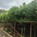 香樟基地大量低价出售