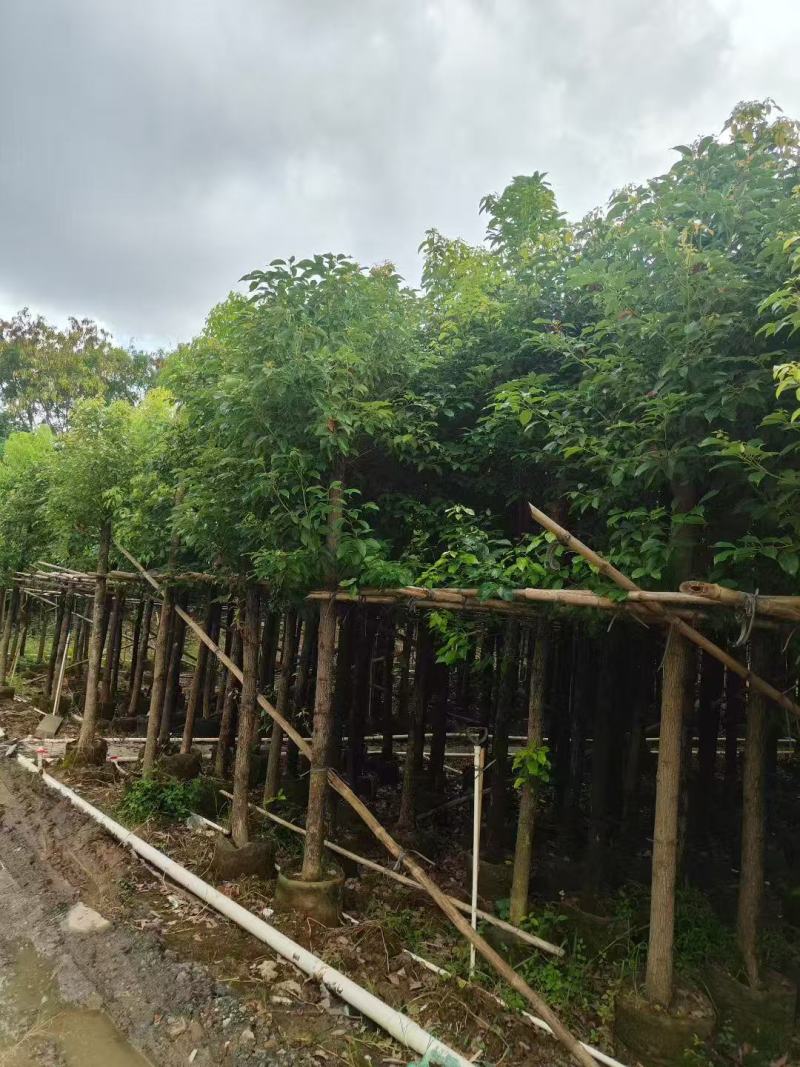 香樟基地大量低价出售