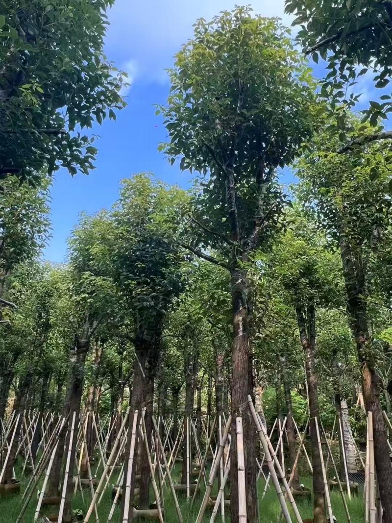 香樟基地大量低价出售