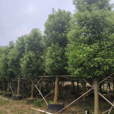 香樟基地大量低价出售