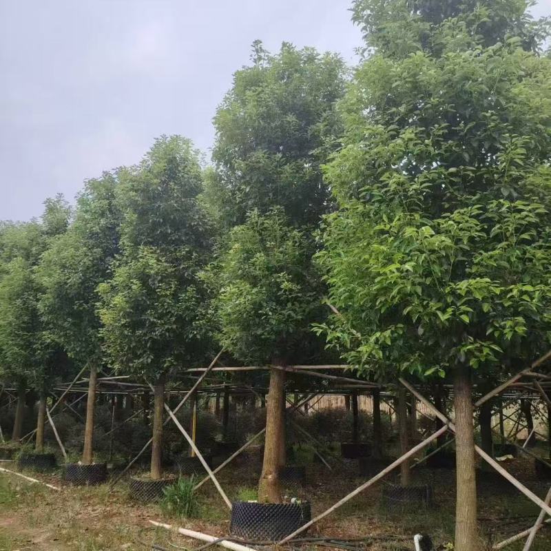 香樟基地大量低价出售