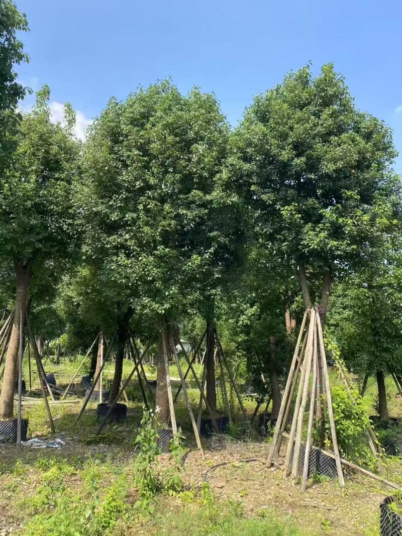 香樟基地大量低价出售