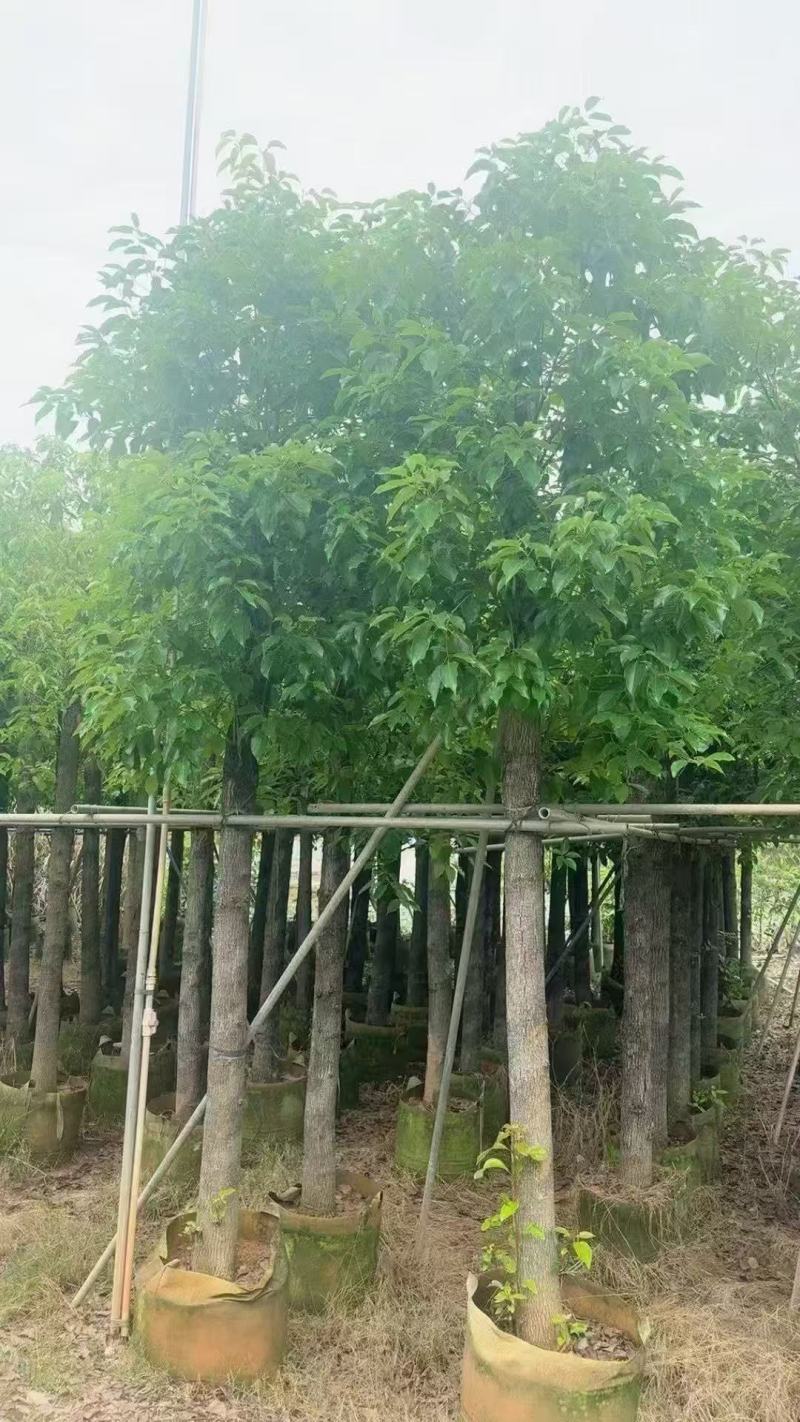 香樟基地大量低价出售