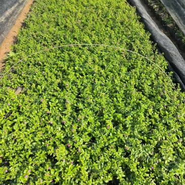 雪茄花基地大量低价出售