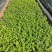 雪茄花基地大量低价出售