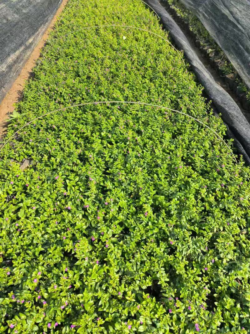 雪茄花基地大量低价出售