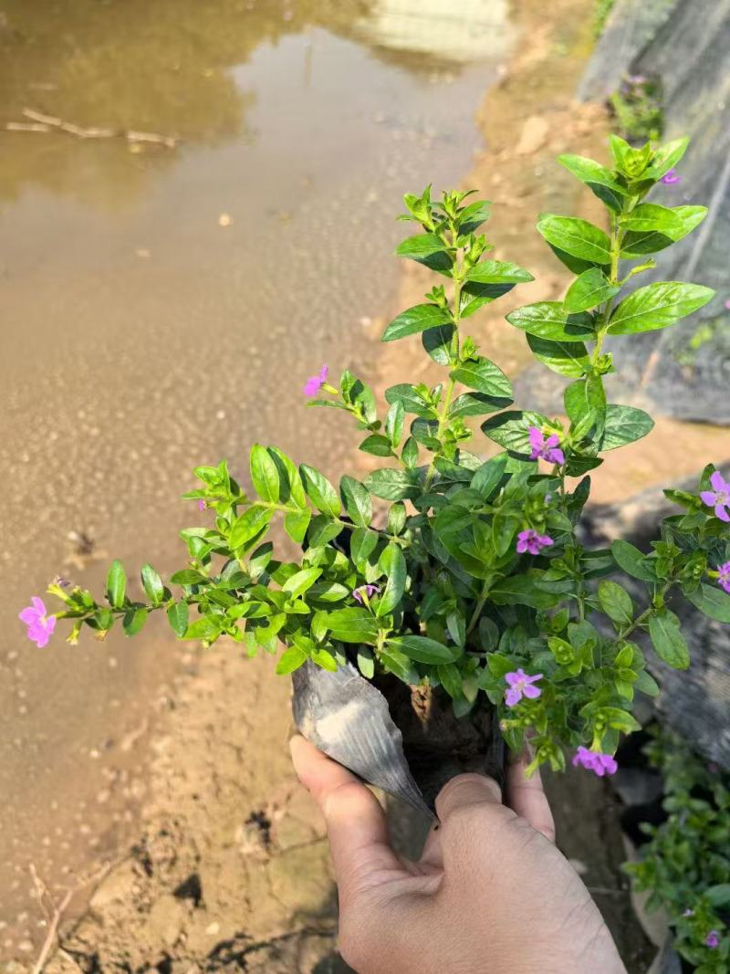雪茄花基地大量低价出售
