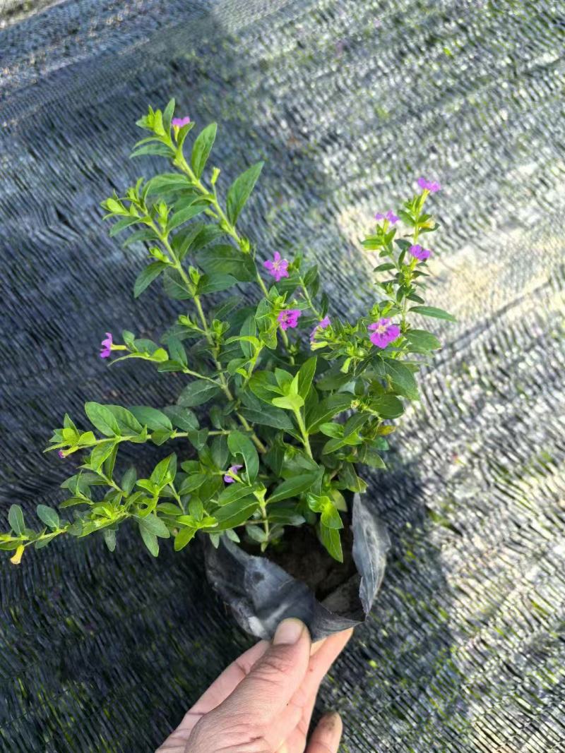 雪茄花基地大量低价出售