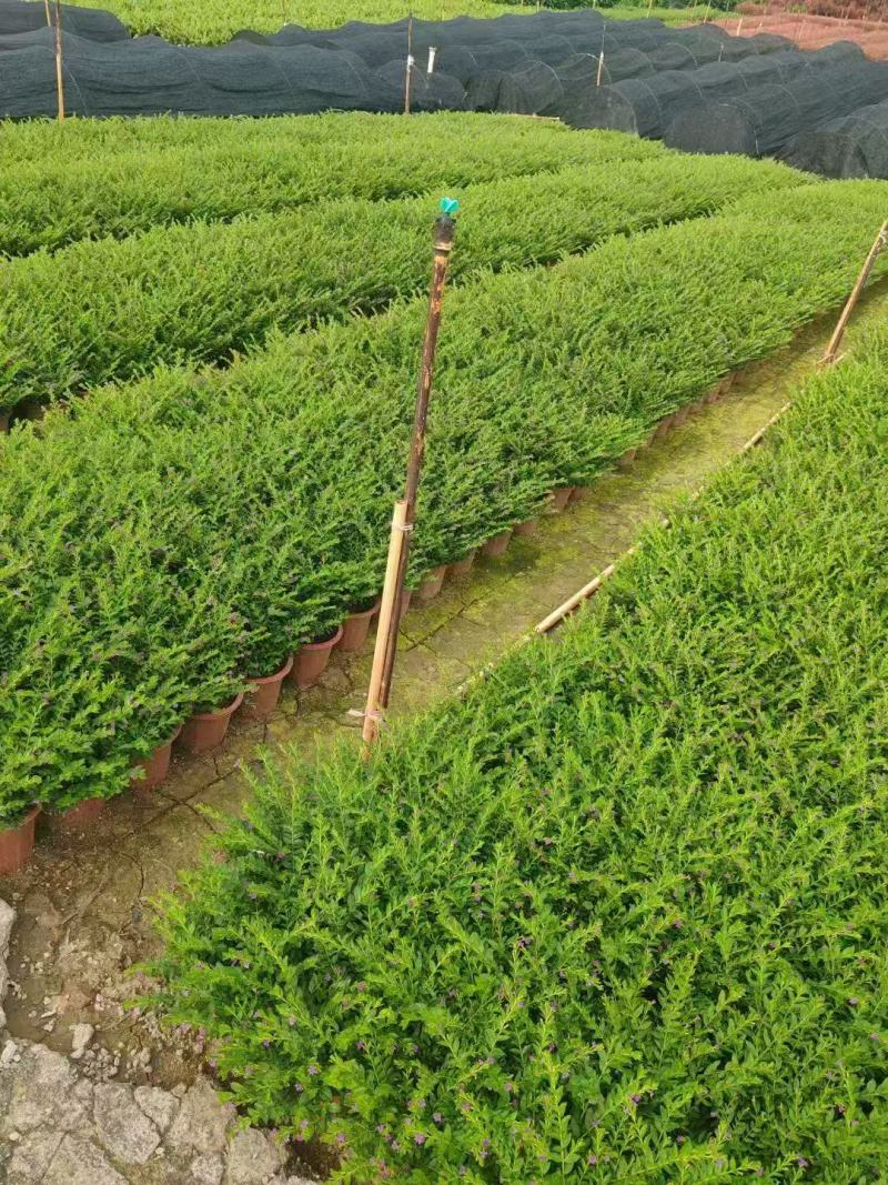 雪茄花基地大量低价出售