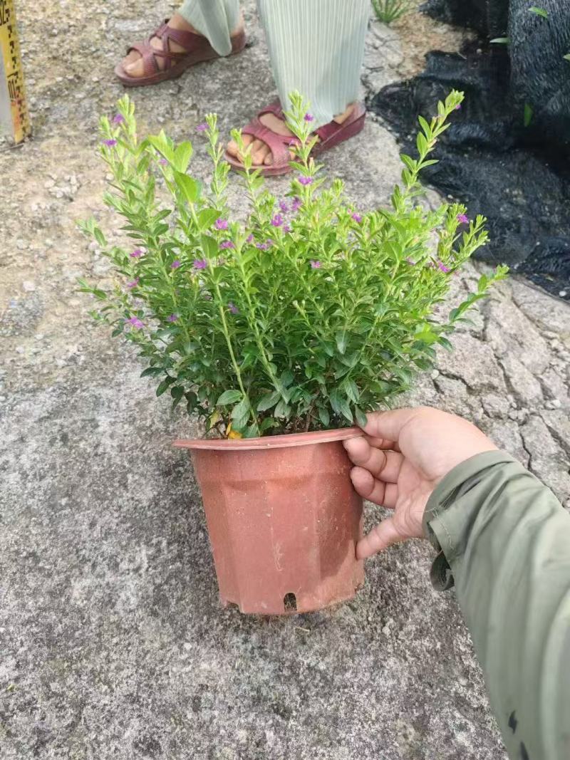 雪茄花基地大量低价出售