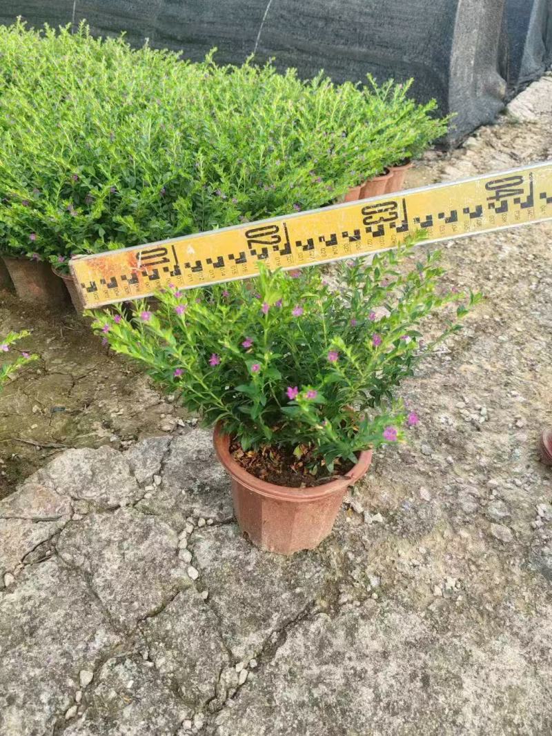 雪茄花基地大量低价出售