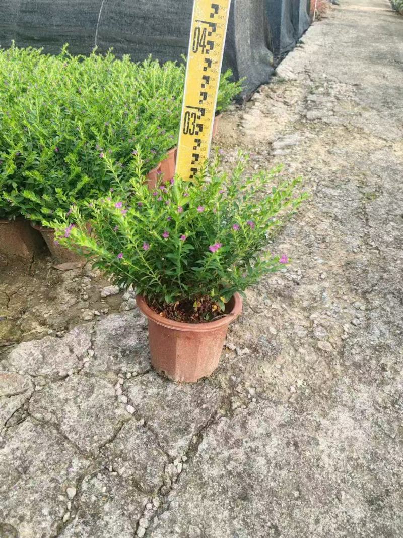 雪茄花基地大量低价出售