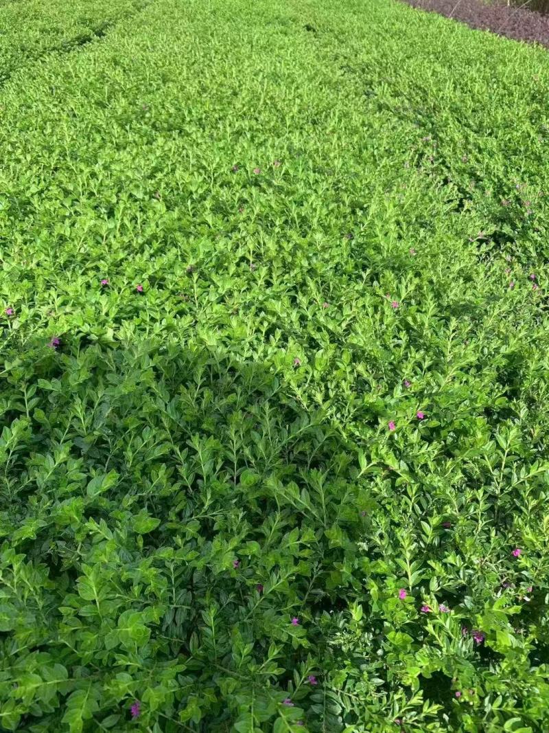 雪茄花基地大量低价出售